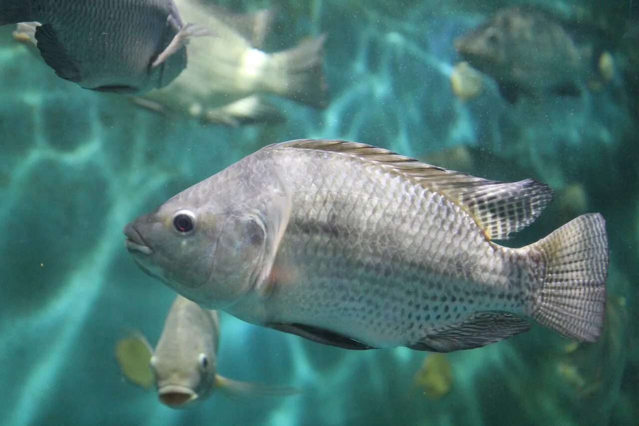 iNQl4G9u-peixebr-tilapia-foto-divulgacao_Easy-Resize.com_
